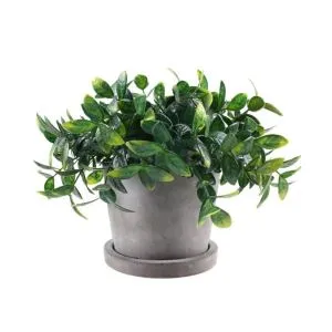 Mazie dārza augu mākslīgie podos augi